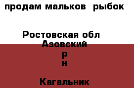 продам мальков  рыбок - Ростовская обл., Азовский р-н, Кагальник с. Животные и растения » Аквариумистика   